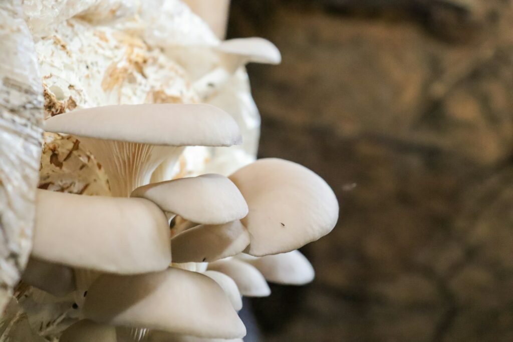 A close up of a bunch of mushrooms