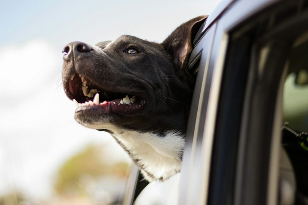 dog looking out the window