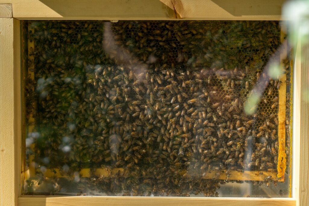 brown and black bee on brown wooden frame