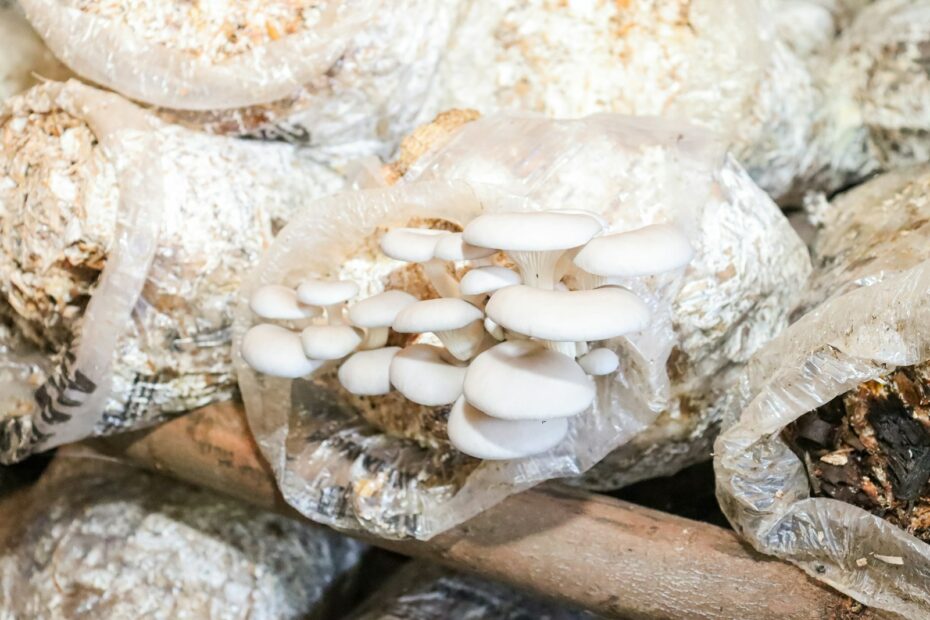 A pile of mushrooms sitting on top of a pile of rocks