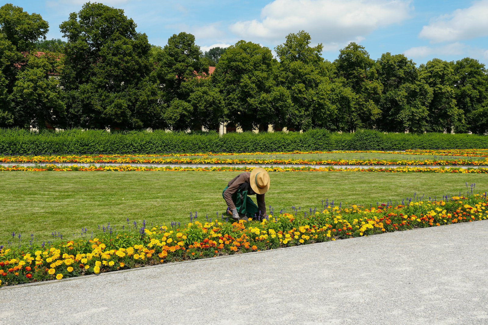 A person in a field with yellow flowers